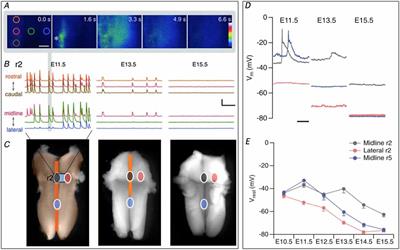 Regulation of Spontaneous Propagating Waves in the Embryonic Mouse Brainstem